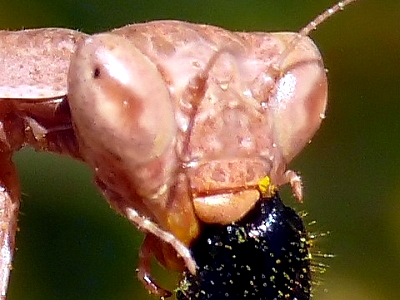 Insetti dalla Croazia : 19. Ameles spallanzania (Mantodea)